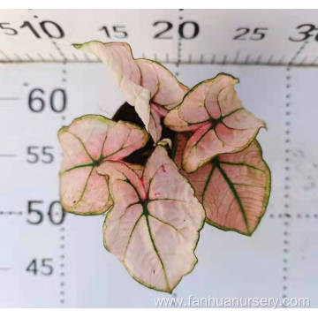 caladium hongmei with good price